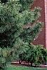Pinus nigra, habit