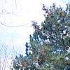 Pinus nigra, habit