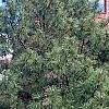 Pinus nigra, habit