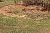 Pinus nigra, habit