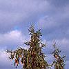 Pinus nigra, habit