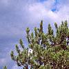Pinus nigra, habit
