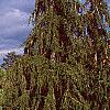 Pinus nigra, habit