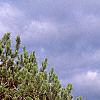 Pinus nigra, habit