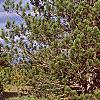Pinus nigra, habit