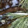 Pinus nigra, leaves
