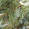 Pinus nigra, leaves