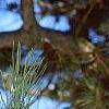 Pinus nigra, leaves