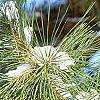 Pinus nigra, leaves