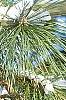 Pinus nigra, leaves