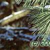 Pinus nigra, leaves