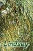 Pinus nigra, leaves