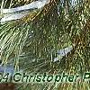 Pinus nigra, leaves