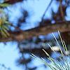 Pinus nigra, leaves