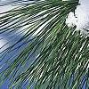 Pinus nigra, leaves