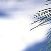 Pinus nigra, leaves