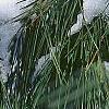 Pinus nigra, leaves