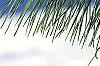 Pinus nigra, leaves