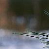 Pinus nigra, leaves