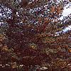 Pinus parviflora, habit