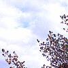Pinus parviflora, habit