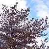 Pinus parviflora, habit
