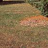 Pinus pumila, habit
