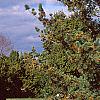 Pinus pumila, habit