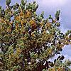 Pinus pumila, habit