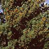 Pinus pumila, habit