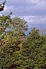 Pinus pumila, habit