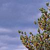 Pinus pumila, habit