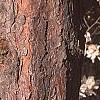 Pinus resinosa, bark