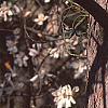 Pinus resinosa, bark