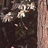 Pinus resinosa, bark