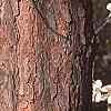 Pinus resinosa, bark