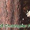 Pinus resinosa, bark