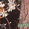 Pinus resinosa, bark