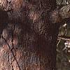 Pinus resinosa, bark