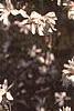 Pinus resinosa, bark