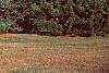 Pinus strobus, habit
