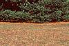 Pinus strobus, habit