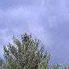 Pinus strobus, habit