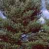 Pinus strobus, habit