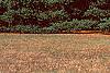 Pinus strobus, habit