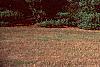 Pinus strobus, habit