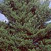 Pinus strobus, habit