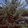 Pinus strobus, habit