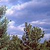 Pinus strobus, habit