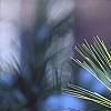 Pinus strobus, leaves